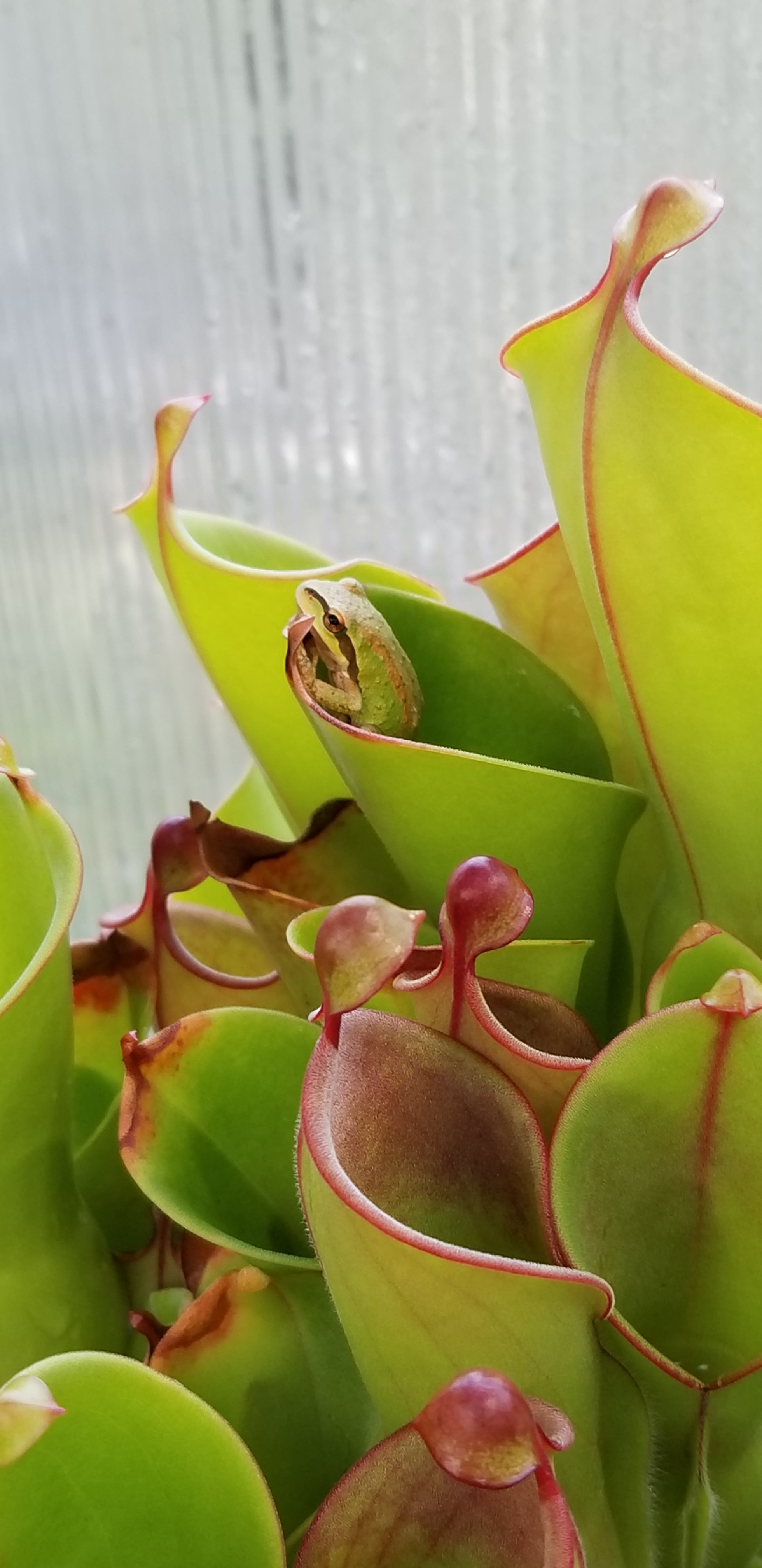 Basic carnivorous plant care | 2nd Chance Nursery